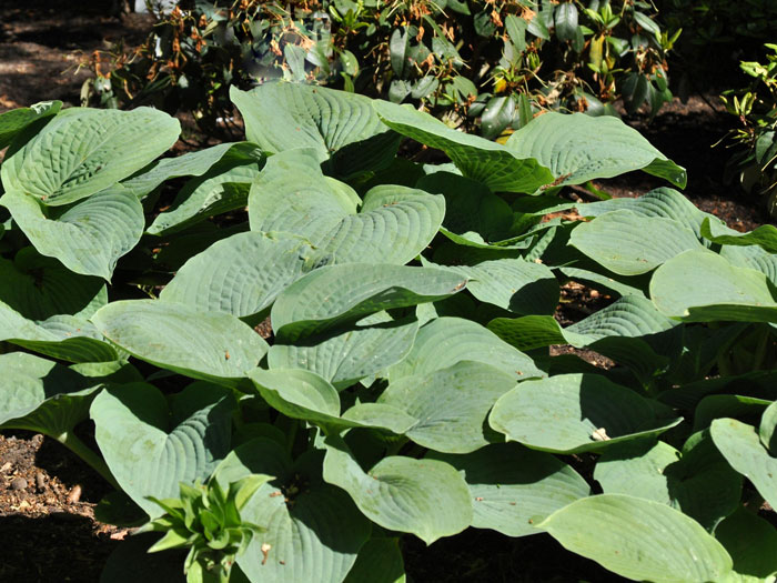 Hosta sieboldiana 'Big Daddy', Blaublatt-Funkie, Herzblatt-Lilie