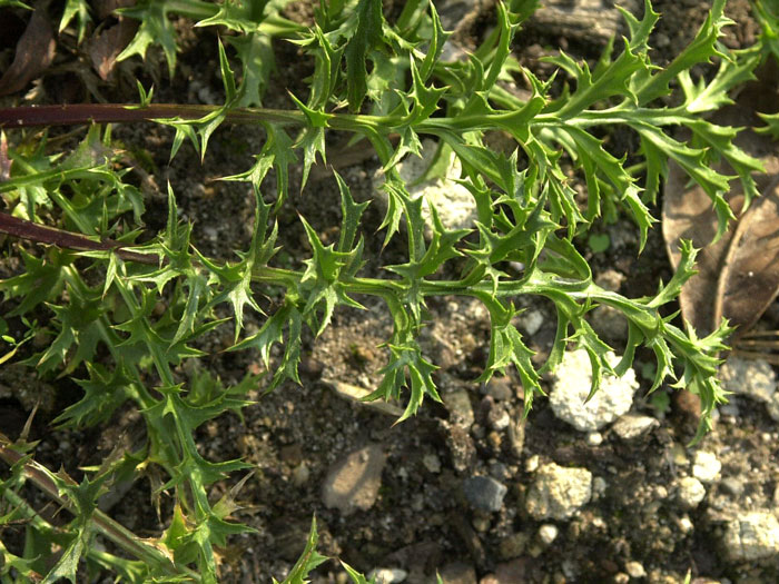 Carlina acaulis ssp. simplex (M), Silberdistel