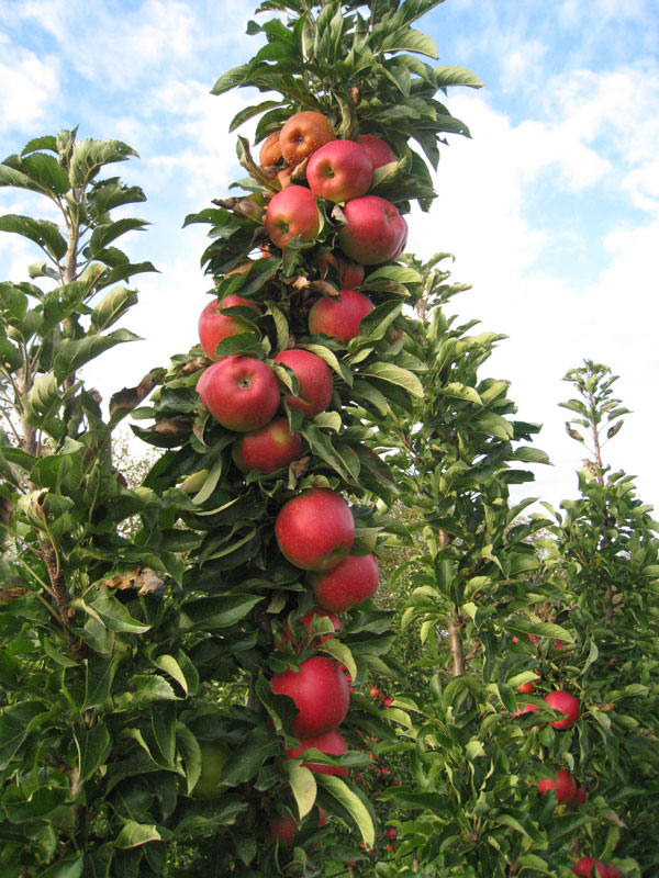 Säulenapfel 'Jucunda' ®