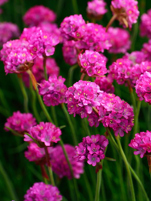 Armeria maritima 'Splendens' (M), Grasnelke, Strandgrasnelke