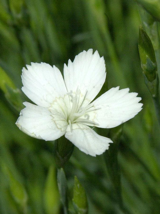 Dianthus deltoides 'Albus', weiße Heidenelke, Steinnelke