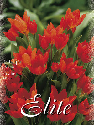 Botanische Tulpe 'Fusilier' (Art.Nr. 595670)