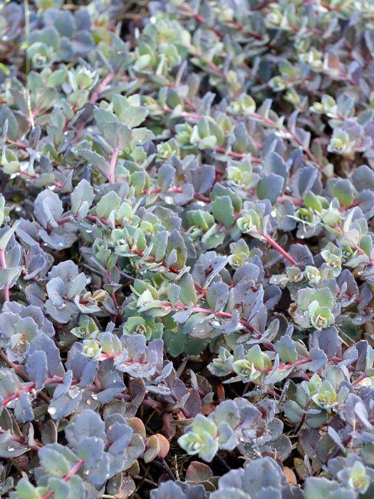 Sedum cauticola 'Bertram Anderson', Purpur-, Himalaja- oder Pflaumen-Fetthenne