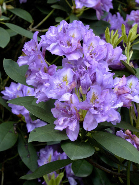 Rhododendron 'Fastuosum Flore Pleno'