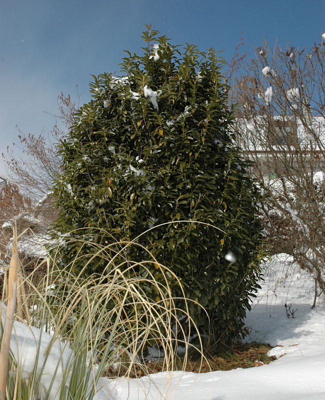 Prunus laurocerasus Genolia® 'Mariblon', Säulenförmiger Kirschlorbeer