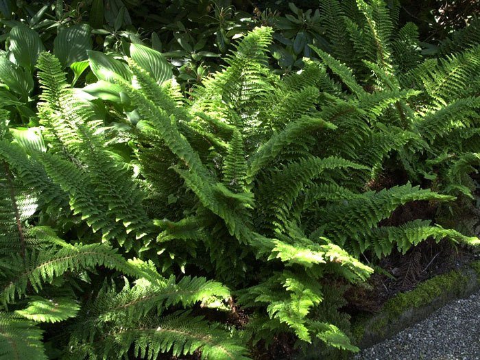 Polystichum setiferum 'Plumosum Densum', Flaumfeder Filigranfarn