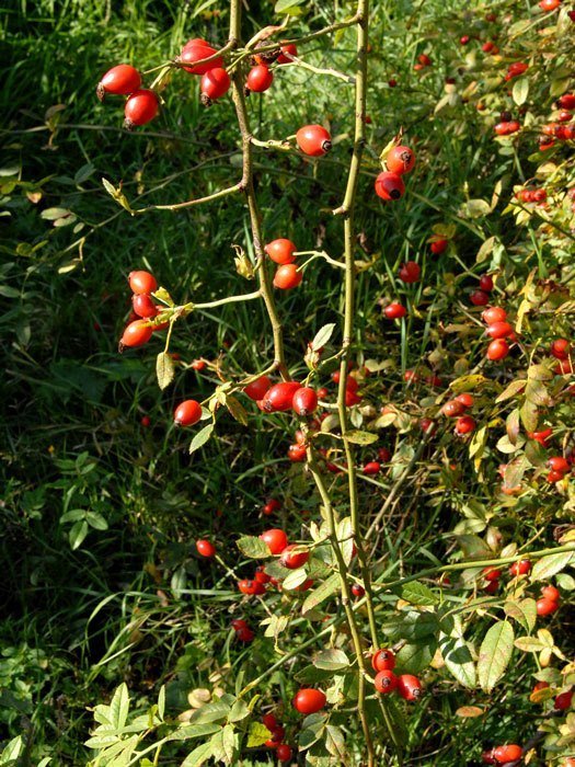 Rosa canina, Gemeine Heckenrose, Hundsrose