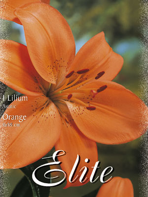 Asiatische Lilien-Hybride 'Orange' (Art.Nr. 597084)