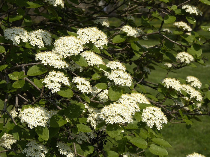 Wolliger Schneeball Blüte