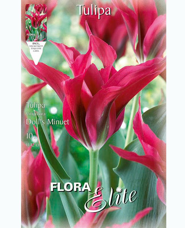 Viridiflora Tulpe 'Doll's Minuett' (Art.Nr. 5956120)