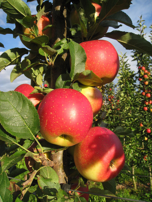 Säulenapfel 'Jucunda' ®