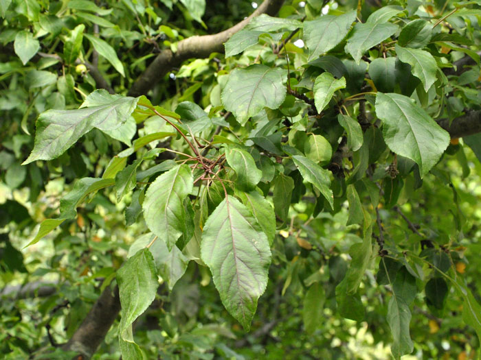 Malus sylvestris, Wildapfel