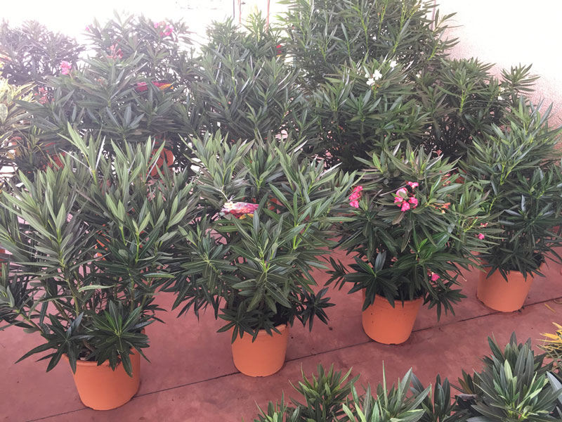 Nerium oleander, Oleander