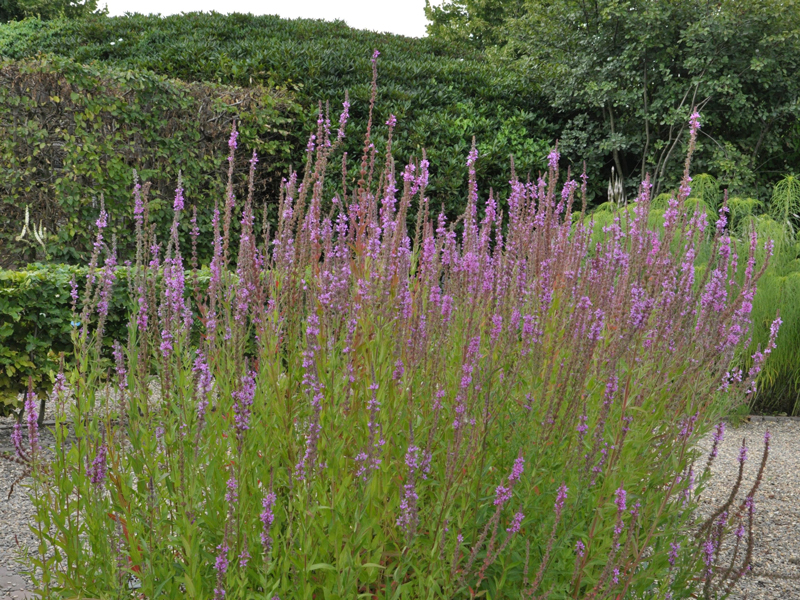 Lythrum salicaria (M),  Blutweiderich