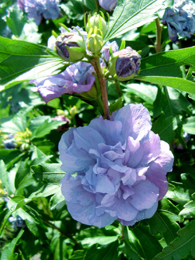 Roseneibisch Lavender Chiffon Ast