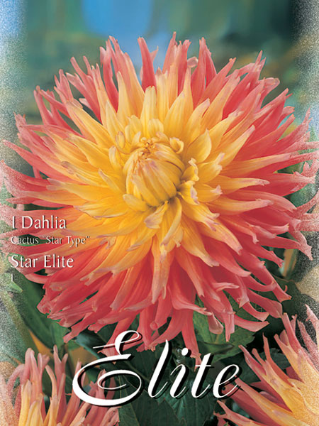 Kaktus-Dahlie 'Star Elite', Dahlia (Art.Nr. 520336)