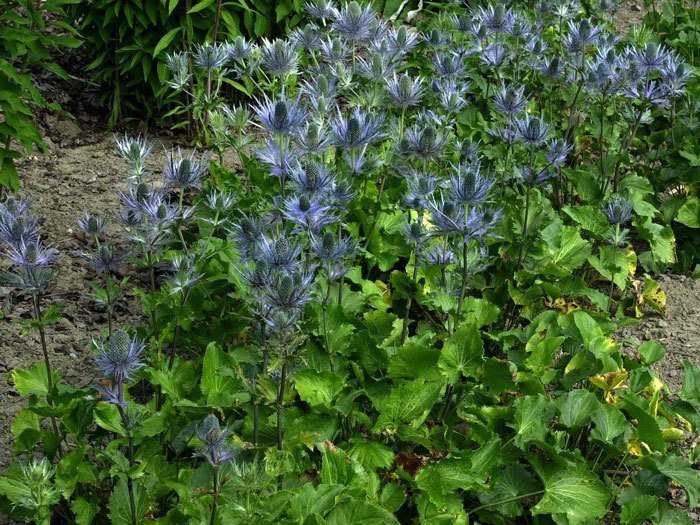 Eryngium alpinum 'Blue Star', Edeldistel, Mannstreu