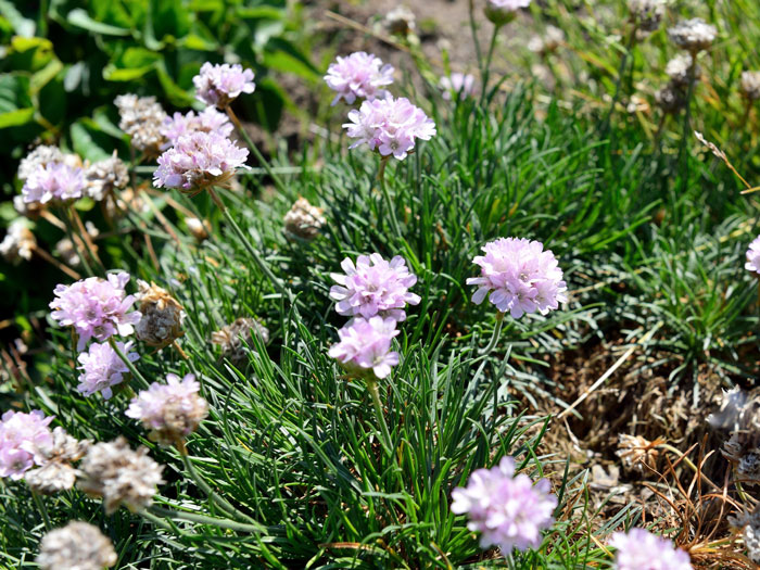 Armeria juniperifolia 'Röschen', Zwerg-Grasnelke