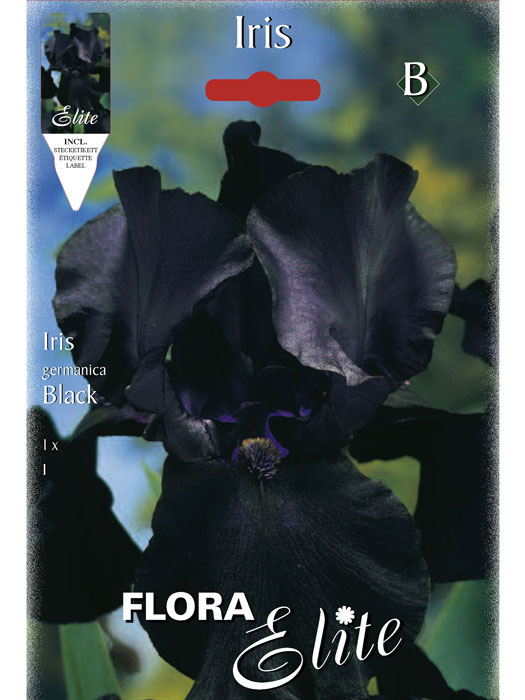 Schwertlilie 'Black', Iris germanica (Art.Nr. 521548)