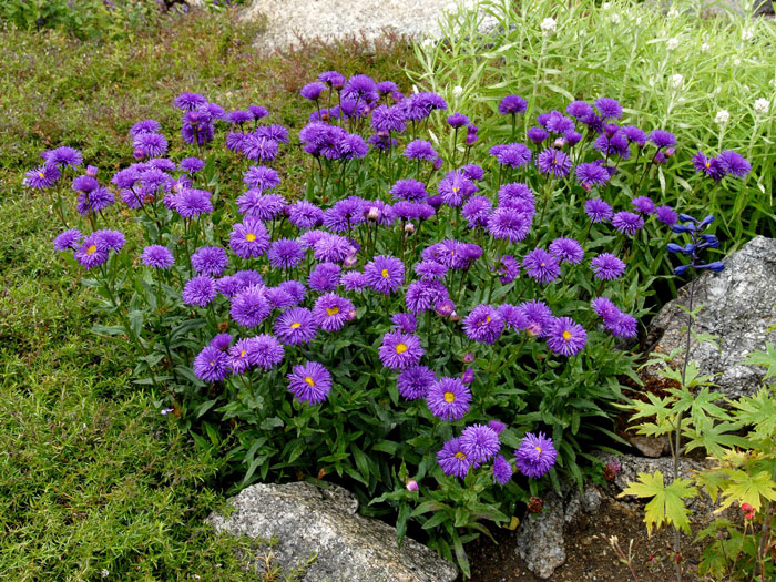 Aster alpinus 'Dunkle Schöne' (M), Alpen-Aster, Frühjahrsaster