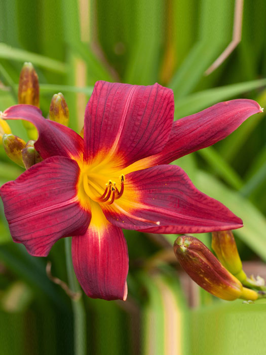 Hemerocallis x cultorum 'Chicago Apache', Garten-Taglilie