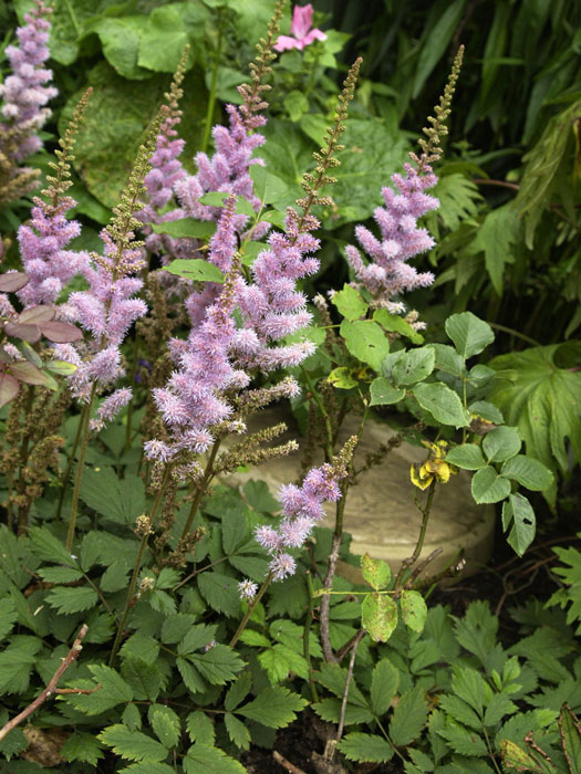 Blatt und Blüte der kleinen Prachtspiere