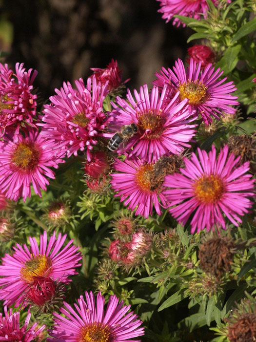 Aster novae-angliae 'Alma Pötschke', Raublatt-Aster