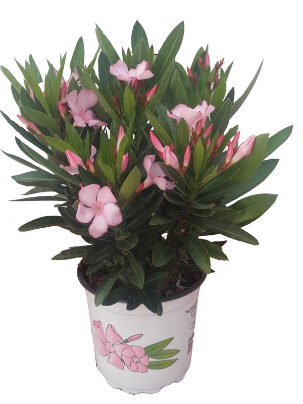 Nerium oleander, Oleander