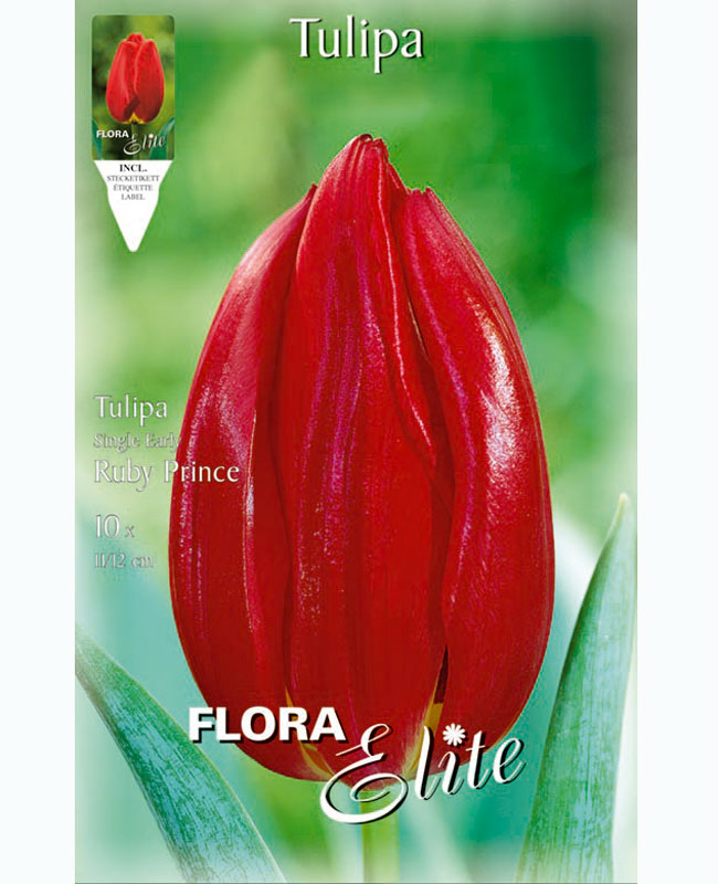 Einfache frühe Tulpe 'Ruby Prince' (Art.Nr. 5951210)