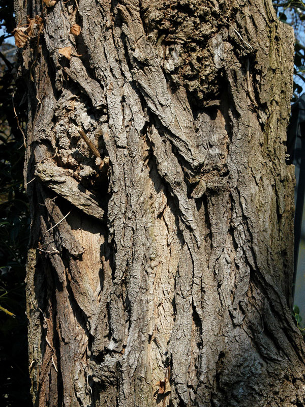 Robinia pseudoacacia 'Tortuosa', Korkenzieher-Robinie