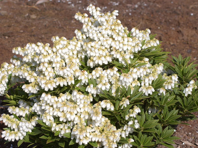 Pieris japonica 'Prelude', Schattenglöckchen