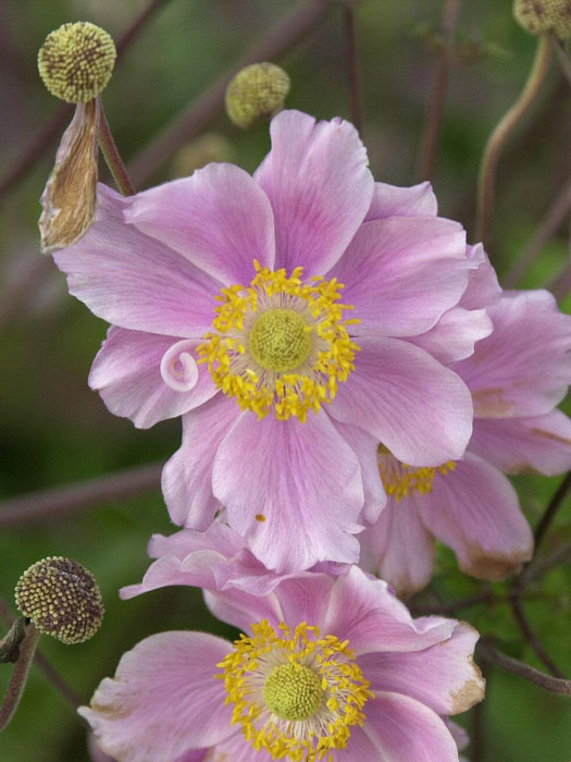 Blüte der Herbstanemone 'Königin Charlotte'