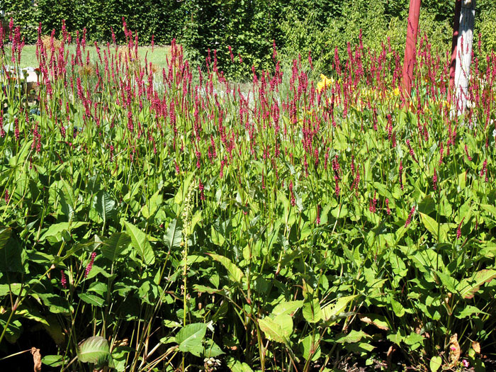 Bistorta (syn. Polygonum) amplexicaule 'Atropurpureum' (syn. auch Persicaria), Kerzen-Knöterich, Wiesenknöterich