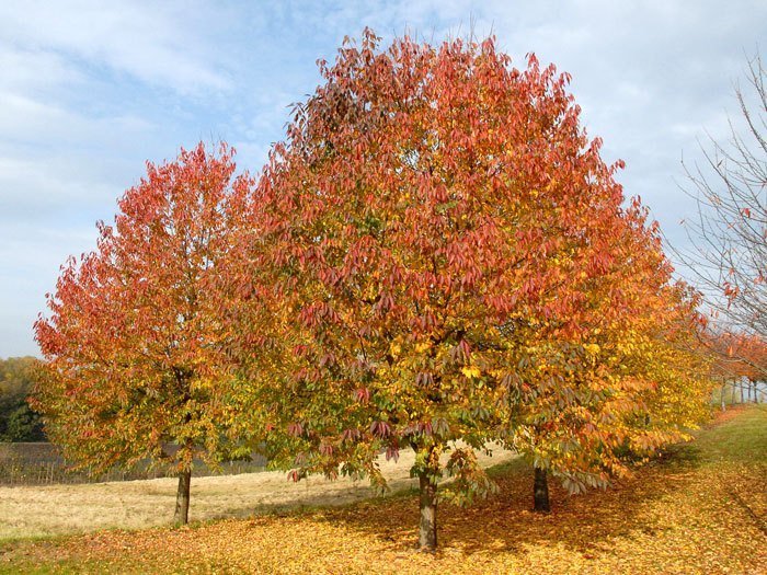 Prunus avium, Vogelkirsche, Wildkirsche