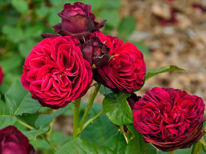 Strauchrose Astrid Gräfin von Hardenberg