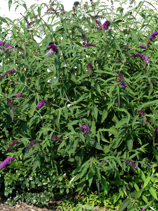 Sommerflieder-Strauch 'Royal Red' mit  Blüten