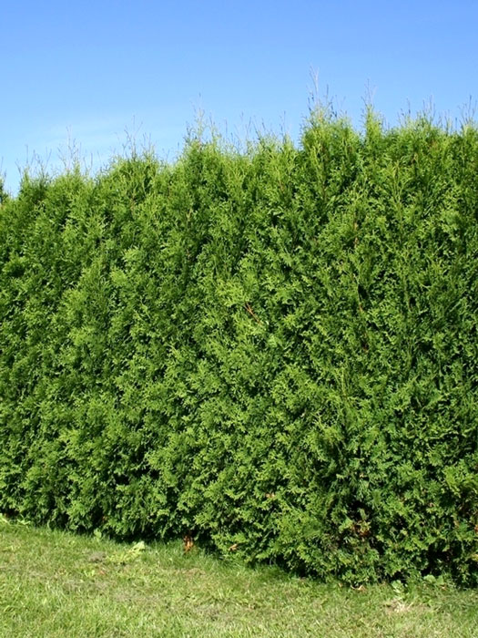 Thuja Columna Hecke