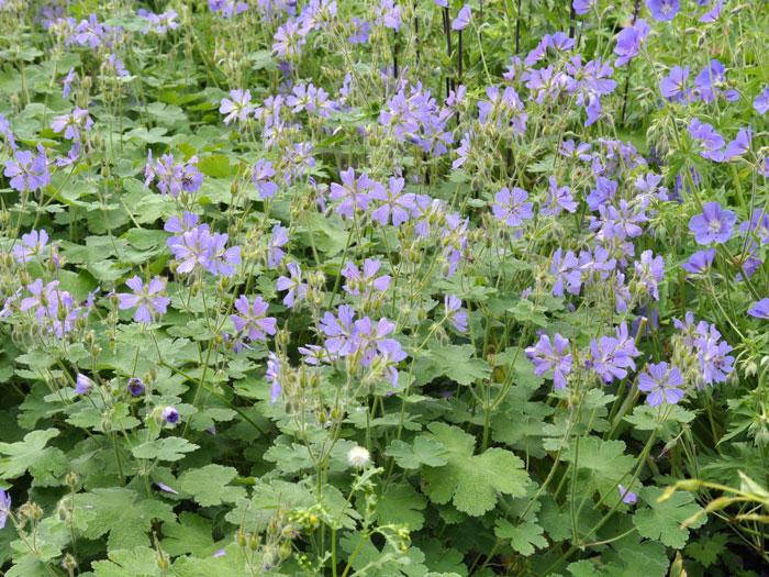 Geranium renardii 'Philippe Vapelle', Kaukasus-Storchschnabel