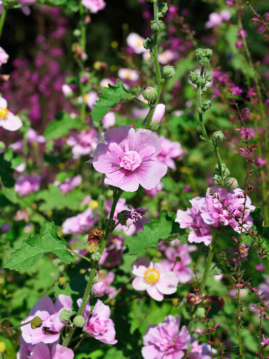 Alcea hybrida 'Parkrondell' Stockrose (M), ausdauernde Stockrose