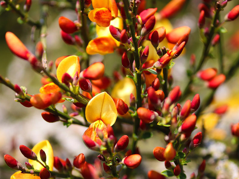 Cytisus scoparius 'Andreanus Splendens', Besenginster