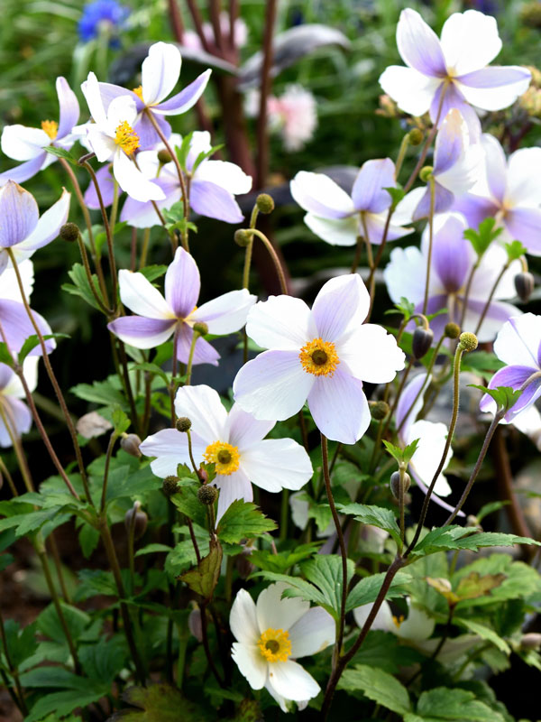 Anemone x cultorum 'Wild Swan' - Herbst-Anemone