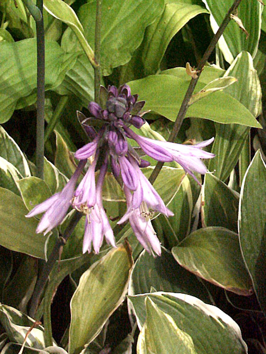 Hosta x fortunei 'Francee', Garten-Funkie, Weißrand-Funkie, Herzblatt-Lilie