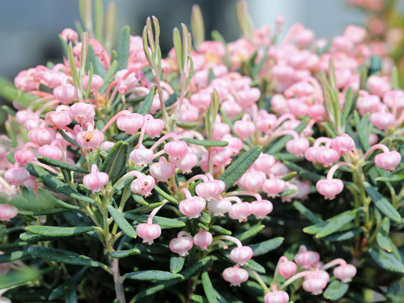 Andromeda polifolia 'Blue Ice', Lavendelheide