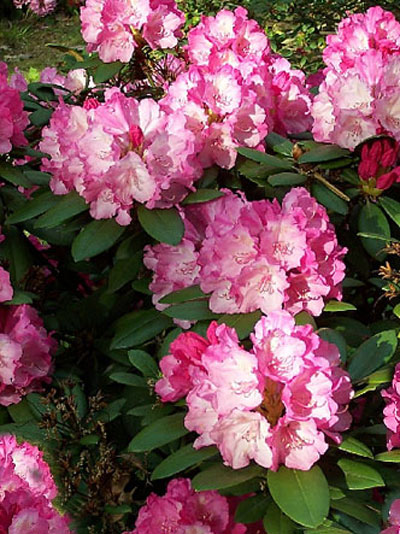 Rhododendron yakushimanum 'Dreamland'