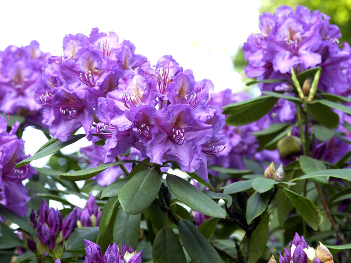 Rhododendron 'Lee's Dark Purple'