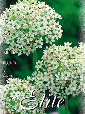 Allium nigrum (Art.Nr. 596326)