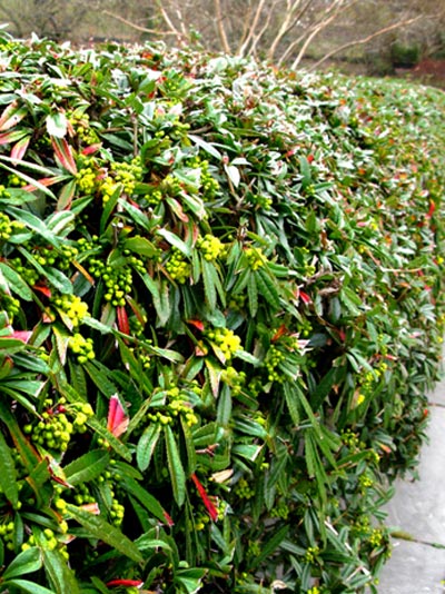 Berberis julianae, Immergrüne großblättrige Berberitze