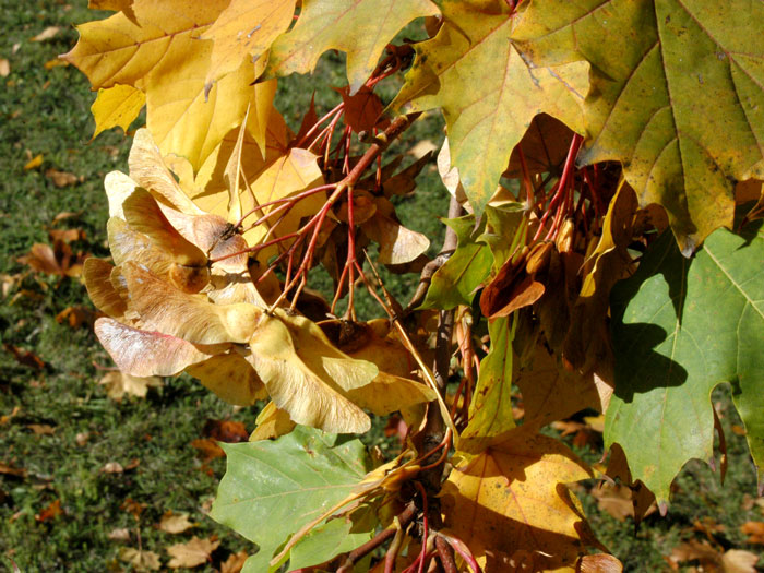 Acer platanoides, Spitzahorn