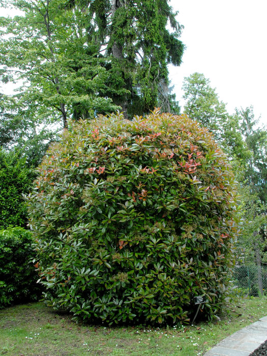 Photinia fraseri 'Red Robin', immergrüne rote Glanzmispel