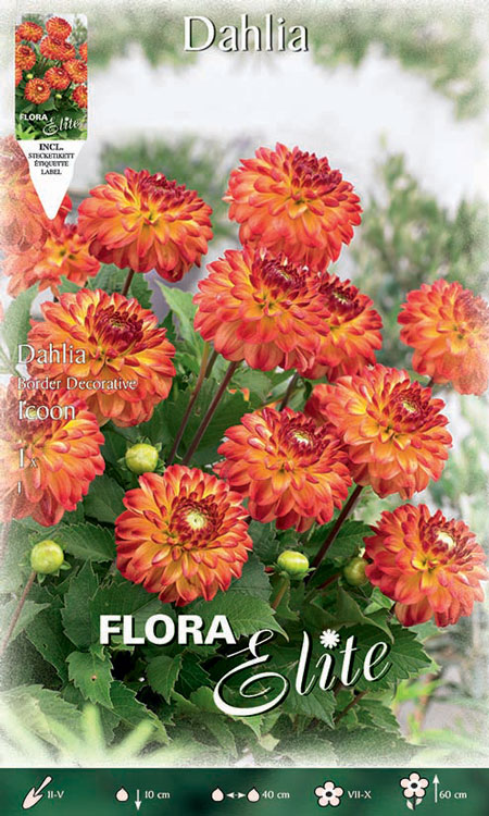 Beet-Dahlie 'Icoon', Dahlia (Art.Nr. 520387)